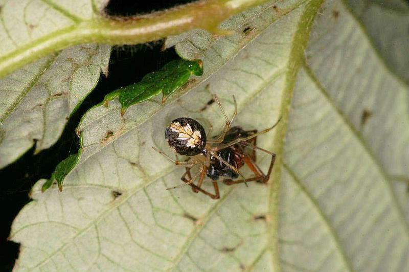 Theridion_varians_D5199_Z_89_Les Gris_Frankrijk.jpg